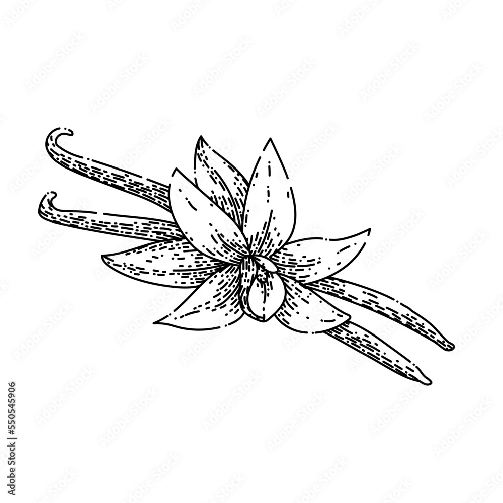 Obraz premium vanilla flavor hand drawn vector. flower pod, food orchid, stick, white, ingredient spice, aroma aromatic, bean extract vanilla flavor sketch. isolated color illustration