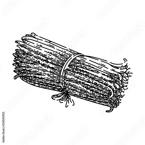 vanilla stick hand drawn vector. flavor ingredient, food white, spice aromatic, aroma pod, bean natural, nature orchid, brown blossom vanilla stick sketch. isolated color illustration