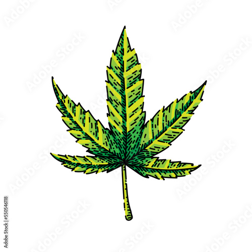 cannabis plant hand drawn vector. marijuana hemp weed, farm flower, medicine agriculture cannabis plant sketch. isolated color illustration