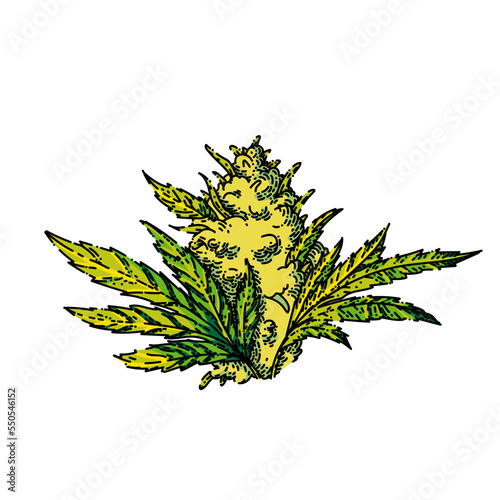 cannabis plant hand drawn vector. marijuana hemp weed, medical flower, medicine agriculture cannabis plant sketch. isolated color illustration
