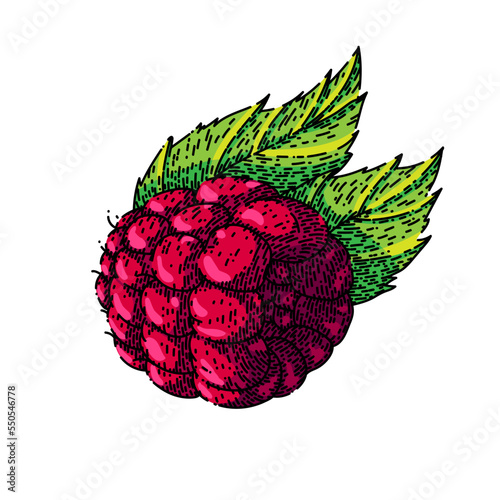 raspberry berry hand drawn vector. red fruit, leaf plant, food fresh, sweet green, dessert ripe, single leaves raspberry berry sketch. isolated color illustration