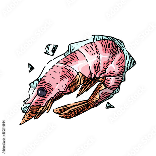 shrimp frozen hand drawn vector. ice seafood, raw food, fresh prawn fish, tail shellfish shrimp frozen sketch. isolated color illustration