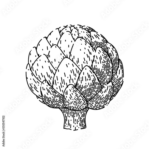 artichoke fresh hand drawn vector. ripe vegetable, food green, organic raw, gourmet, healthy ingredient artichoke fresh sketch. isolated black illustration