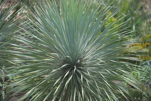 Yucca rostrata  also called beaked yucca, is a tree like plant belonging to the genus Yucca