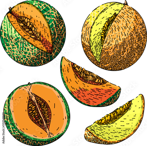 melon cantaloupe fruit set hand drawn vector. green yellow, sweet orange, honeydew cut, japanese slice, muskmelon honey food, half fresh melon cantaloupe fruit sketch. isolated color illustration