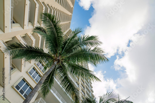 Low angle view of a coconut tree in between the walls of a residential building at Miami, Florida © Jason