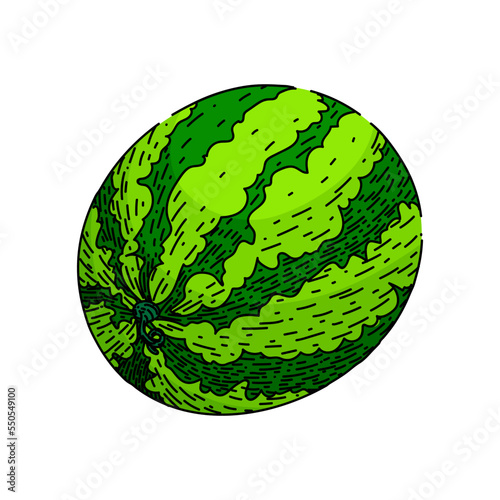 watermelon green hand drawn vector. melon slice, fruit water, cut summer, fresh half, food piece watermelon green sketch. isolated color illustration