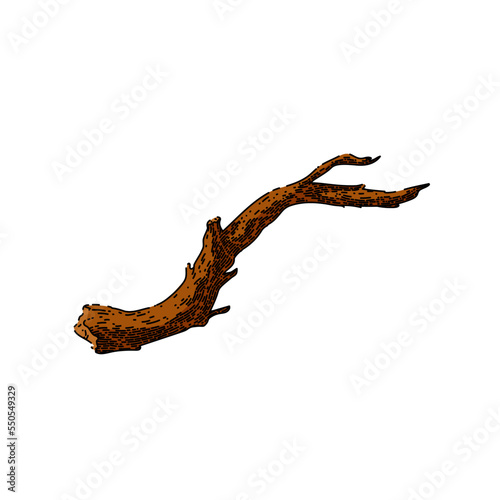branch wood hand drawn vector. tree wooden  trunk nature  forest old  brown dry  bark stick branch wood sketch. isolated color illustration