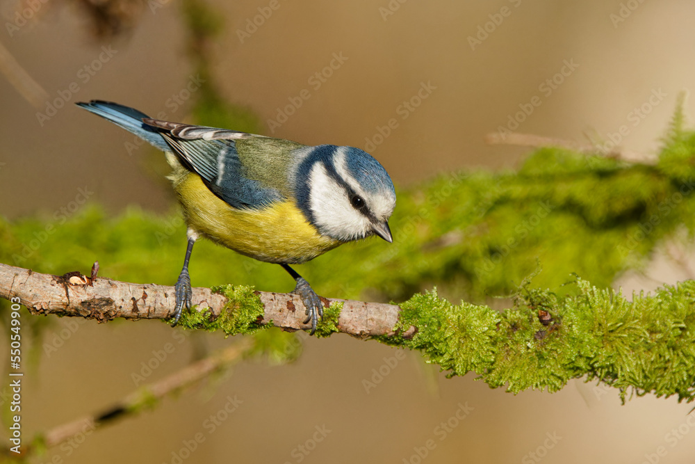 Obraz premium la mésange bleue