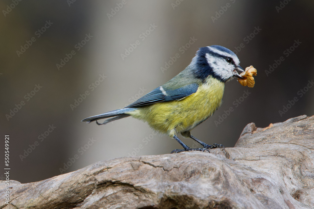 Obraz premium la mésange bleue