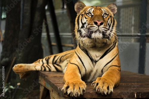 Fototapeta Naklejka Na Ścianę i Meble -  This beautiful Bengal tiger is looking relaxed and sitting like an innocent cat. Although they can be quite aggressive and dangerous in the wild.
