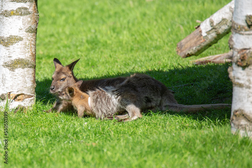 A baby kangaroo and a mother kangaroo hid from the sun in the shade on the green grass.