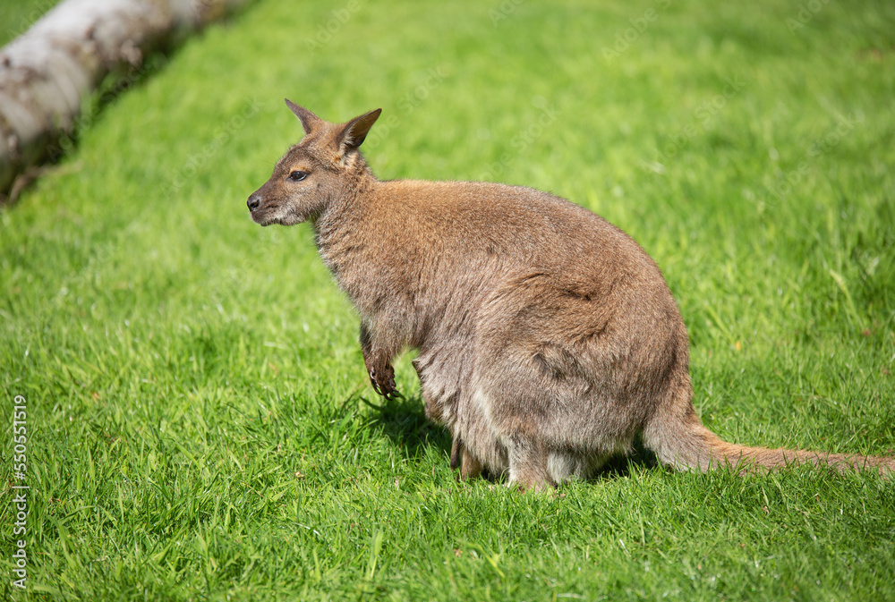 mother kangaroo close-up on green grass. Animals of Australia and New Guinea.