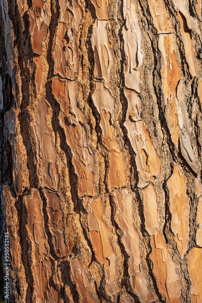 Extreme close-up of a maritime pine bark (pinus pinaster). Wooden texture, pattern or background, photography.
