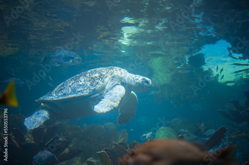 sea turtle at the surface of the sea water inhales the air