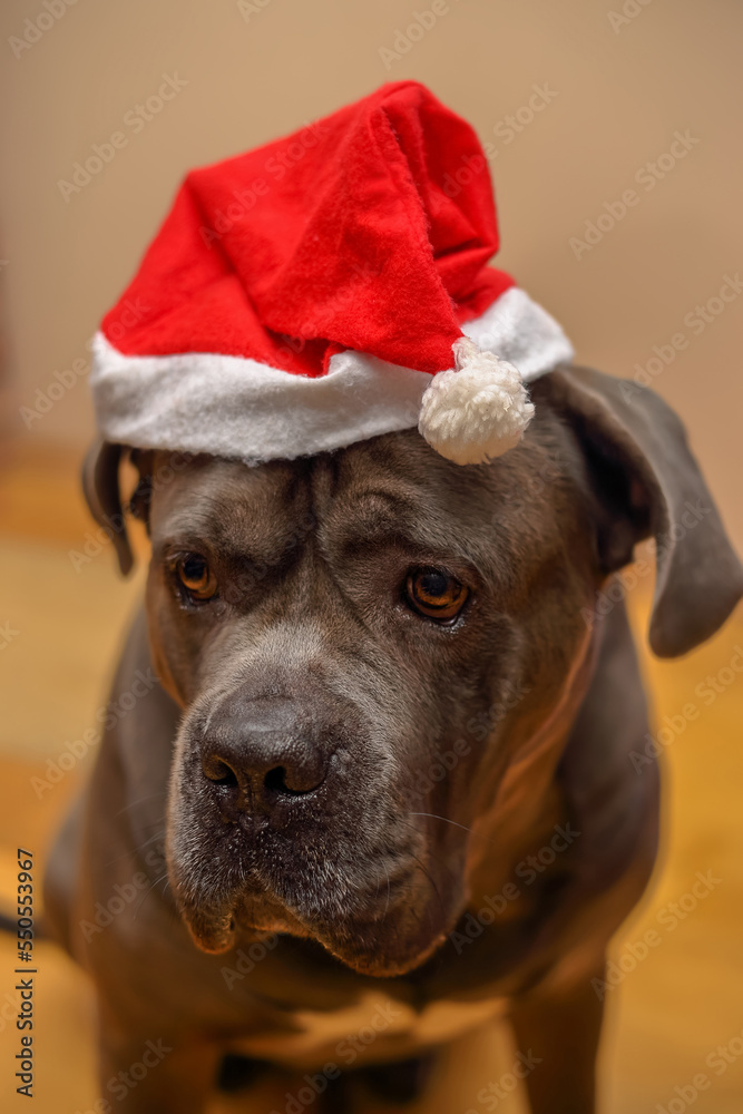Portrait of a dog in a Santa Claus hat at home