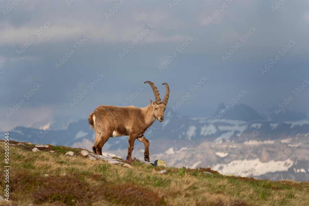 Alpine ibex in the Switzerland Alps. Male of ibex on the mountains. European nature. Goat with long horns.