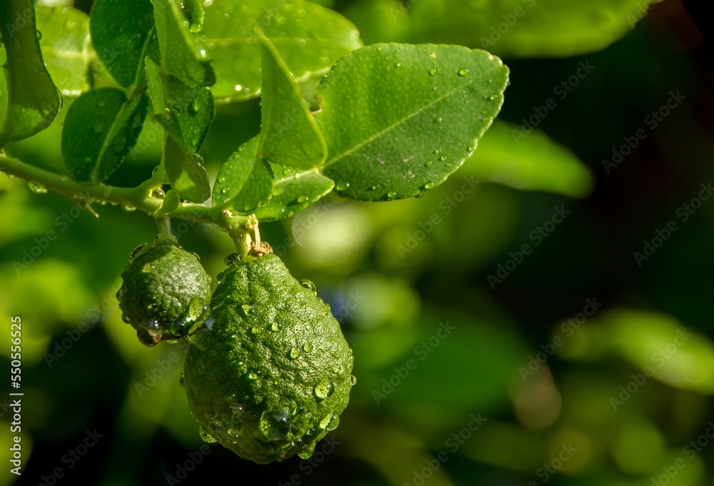 Bergamots are fresh, bergamots with leaves, Water drops on Bergamots, Vegetable and Herb or odoriferous, bergamot Thai fruits are fragrant and sour. Bergamots are fresh, bergamots with leaves, Water drops on Bergamots, Vegetable and Herb or odoriferous, bergamot Thai fruits are fragrant and sour.