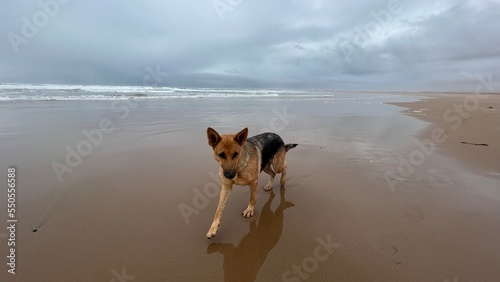 hund am meer