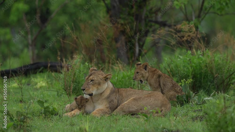 Lion cubs with mother playing. Small lions in family, Khwai river in Moremi, Botswana. Animals in Africa, wildlife nature. Mammal behaviour in the green grass, wet season in Africa. Lions in habitat. Lion cubs with mother playing. Small lions in family, Khwai river in Moremi, Botswana. Animals in Africa, wildlife nature. Mammal behaviour in the green grass, wet season in Africa. Lions in habitat.