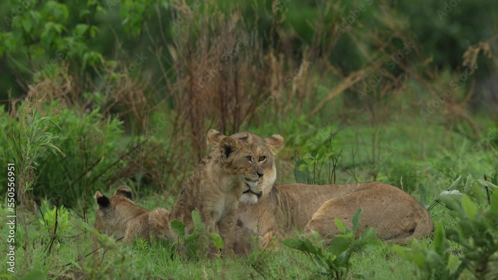 Lion cubs with mother playing. Small lions in family, Khwai river in Moremi, Botswana. Animals in Africa, wildlife nature. Mammal behaviour in the green grass, wet season in Africa. Lions in habitat. Lion cubs with mother playing. Small lions in family, Khwai river in Moremi, Botswana. Animals in Africa, wildlife nature. Mammal behaviour in the green grass, wet season in Africa. Lions in habitat.