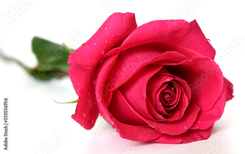 Unusual red rose with water droplets on white background