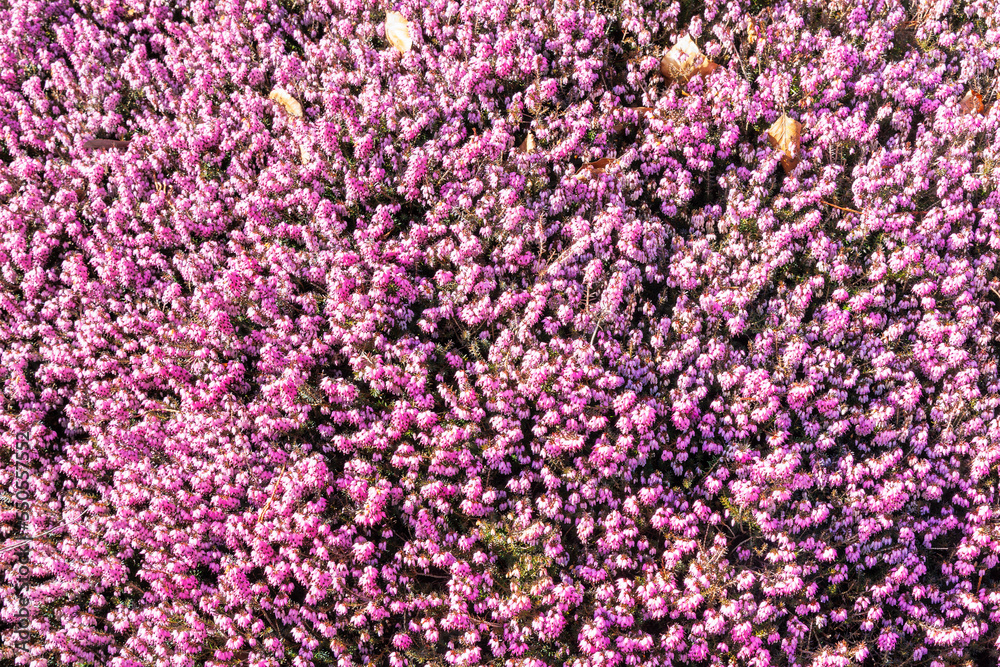 Flowering heather as background Flowering heather as background