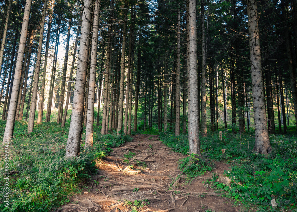 footpath in the woods