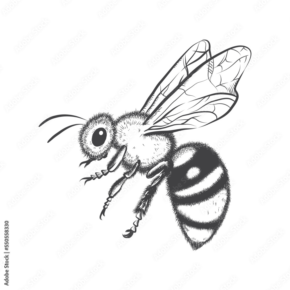 Vector bee line drawing black on white background Stock Vector | Adobe ...