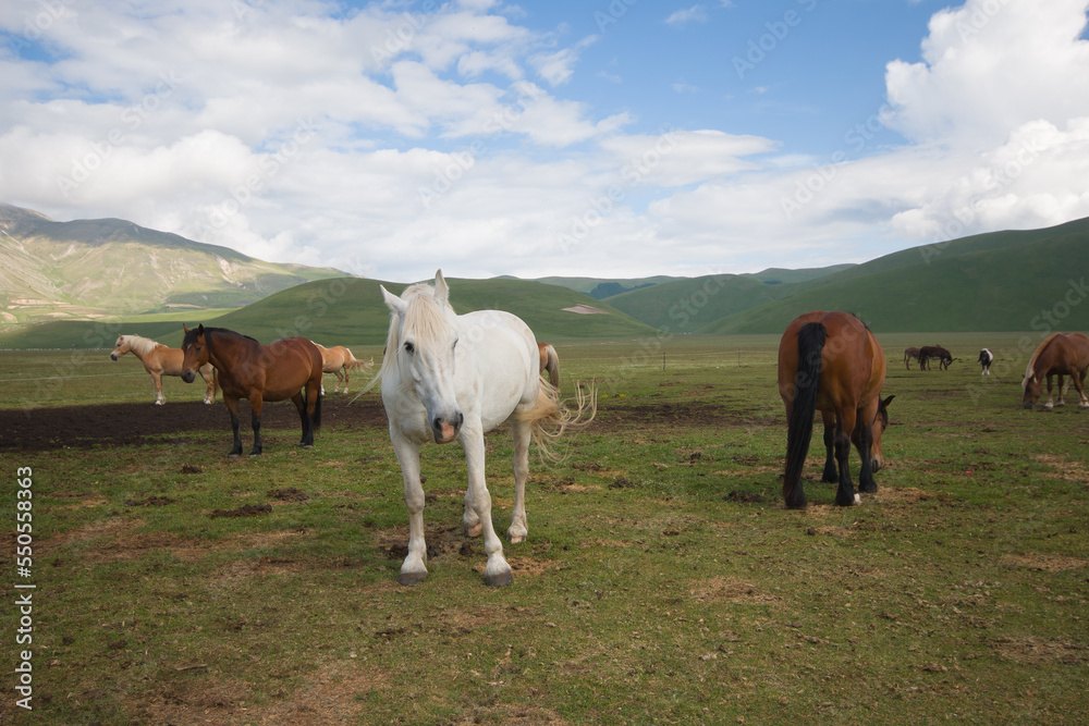 View of wild  horses in the italian mountain