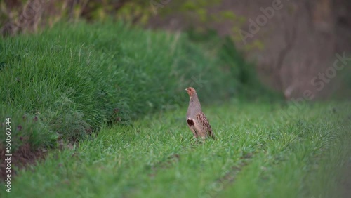 Grey partridge during mating call. Partridge on the springfield. European nature. Rare grey bird on the meadow. 