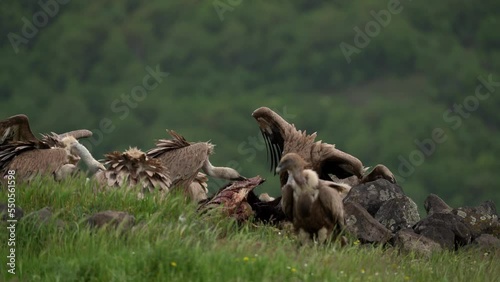 Eurasian griffon vultures are fighting over carcass in the Rhodope mountains. Vultures are eating dead cow.. Bulgaria nature. 