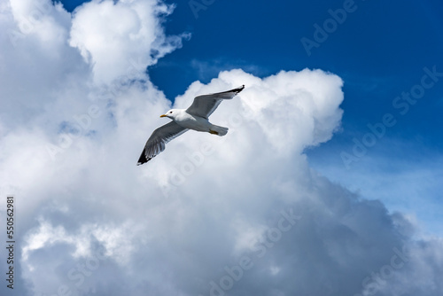 Beautiful seagull against the blue sky. Flying seagull against the blue sky.