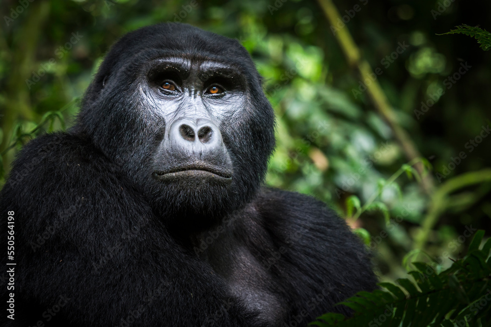 Mountain gorilla (Gorilla beringei beringei). Bwindi Impenetrable Forest. Uganda Mountain gorilla (Gorilla beringei beringei). Bwindi Impenetrable Forest. Uganda