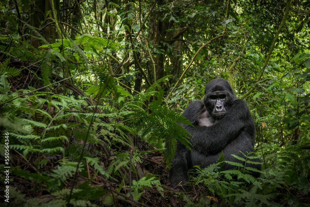 Mountain gorilla (Gorilla beringei beringei). Bwindi Impenetrable Forest. Uganda - obrazy, fototapety, plakaty 