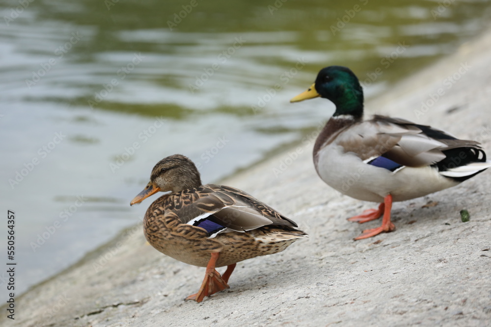 Ducks nearly the lake in the park Ducks nearly the lake in the park