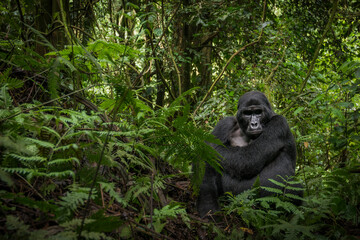 Mountain gorilla (Gorilla beringei beringei). Bwindi Impenetrable Forest. Uganda