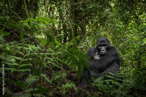 Tableau sur toile Mountain gorilla (Gorilla beringei beringei)