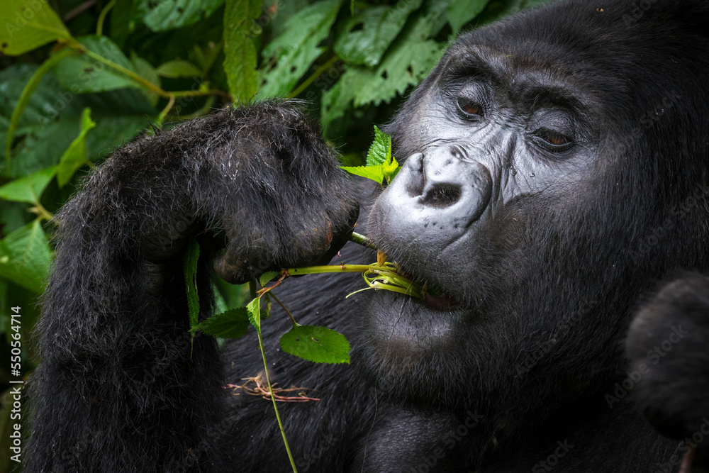 Mountain gorilla (Gorilla beringei beringei) feeding. Bwindi Impenetrable Forest. Uganda - obrazy, fototapety, plakaty 
