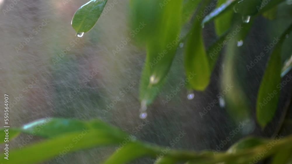 Raindrops are falling on green leaves. Raindrops are falling on green leaves.
