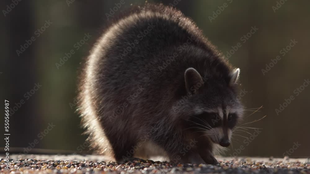 racoon digging through bird seed to eat slomo racoon digging through bird seed to eat slomo