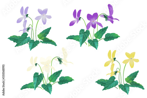 細長い葉をもつスミレ ベクターイラスト 水彩風