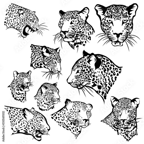 set of leopard head collection vector illustration