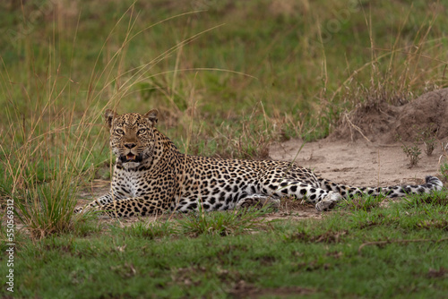 Leopard in the Queen Elizabeth NP. Lazy leopard on the ground. Spotted cat in Africa. Safari in Uganda. 