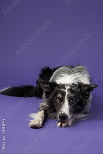 funny dog on purple background. Border collie lies. Pet in studio