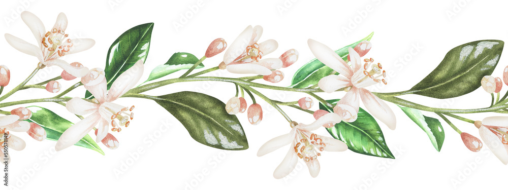 Seamless horizontal border with white citrus flowers. Watercolor illustration. Isolated on a white background.For your design product packaging with citrus acid or scent