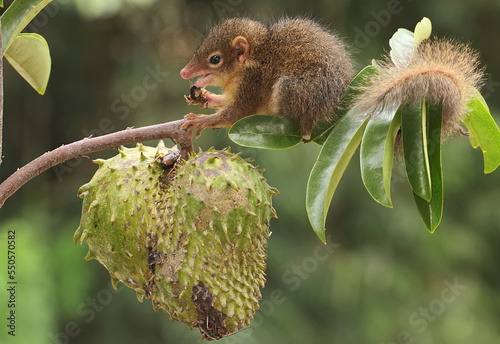 A young Javan treeshrew eating ripe soursop fruit. This rodent mammal has the scientific name Tupaia javanica.