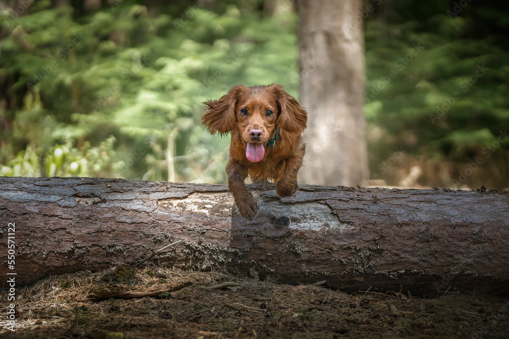 Working cocker spaniel puppy jumping over a log in a forest