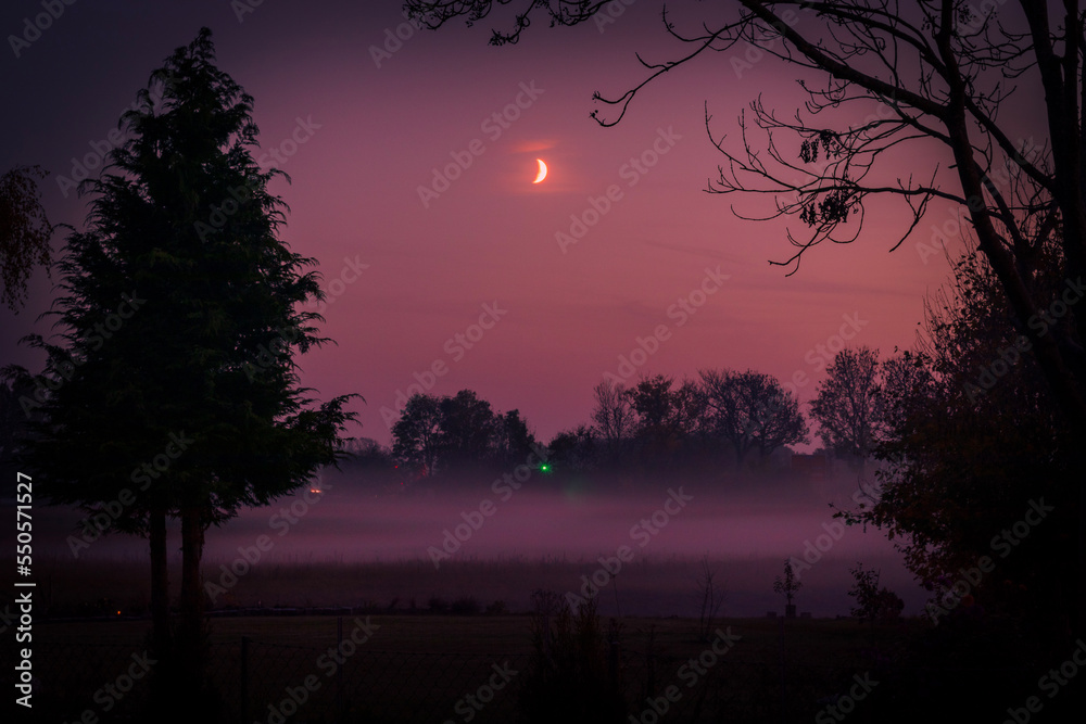 Fototapeta premium sunset in the forest