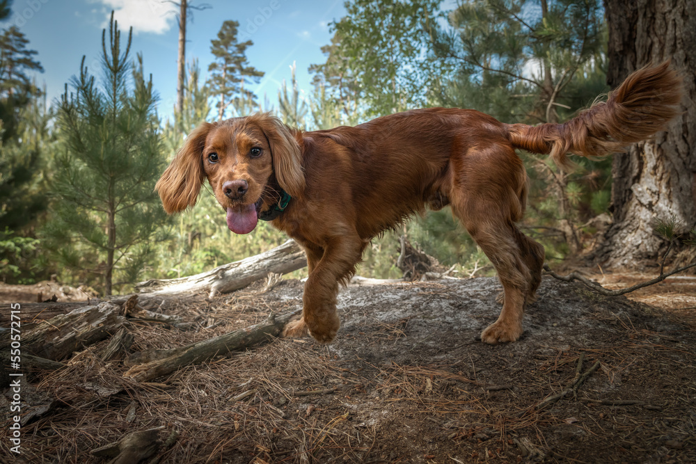 Working cocker spaniel puppy close up in a forest Working cocker spaniel puppy close up in a forest